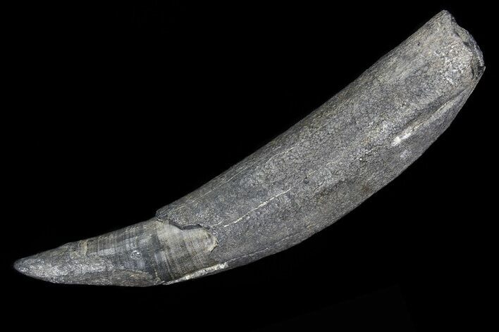Fossil Pygmy Sperm Whale (Kogiopsis) Tooth #78243